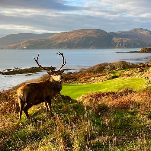 red stag above the 8th